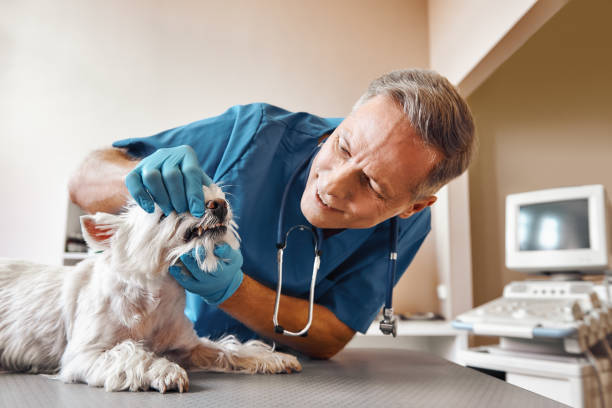 Best Walk-In Emergency Dental Services in Graysville, TN